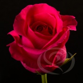 Роза Pink Floyd