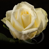 Роза White Chocolate