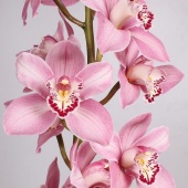 Орхидея цимбидиум по 6